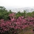 名護グスクの桜